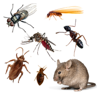 Pest Control