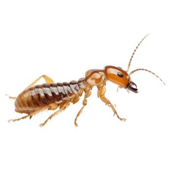 Termite Treatment