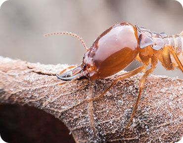 Your Comprehensive Solution for Pest-Free and Secure Living