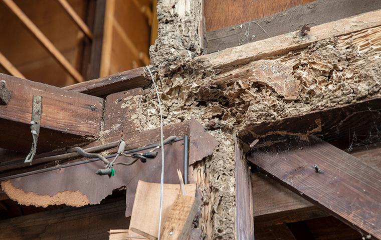 How to Spot Termite Damage Early?