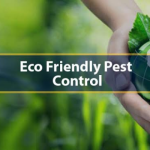 Looking for Effective and Eco-Friendly Pest Control Solutions?