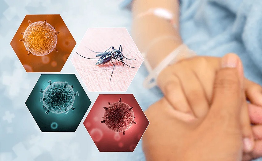 Stop Dengue & Chikungunya Mosquitoes Fast 