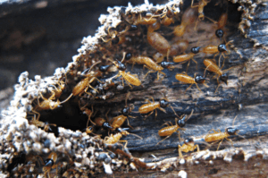 Termite Control Services in Kolkata
