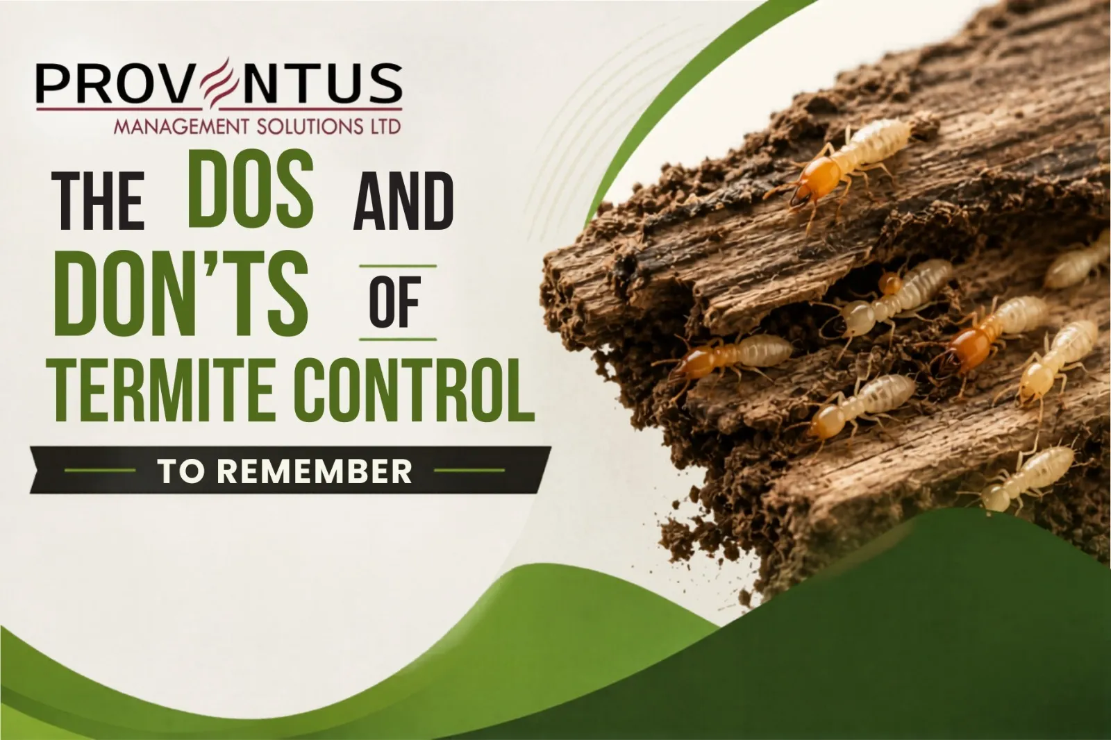 The Dos and Don’ts of Termite Control to Remember