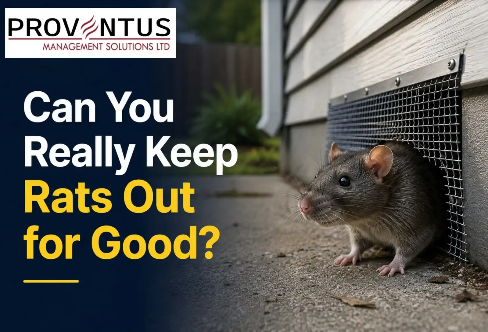 Can You Really Keep Rats Out for Good?