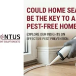 Could Home Sealing Be the Key to a Pest-Free Home?