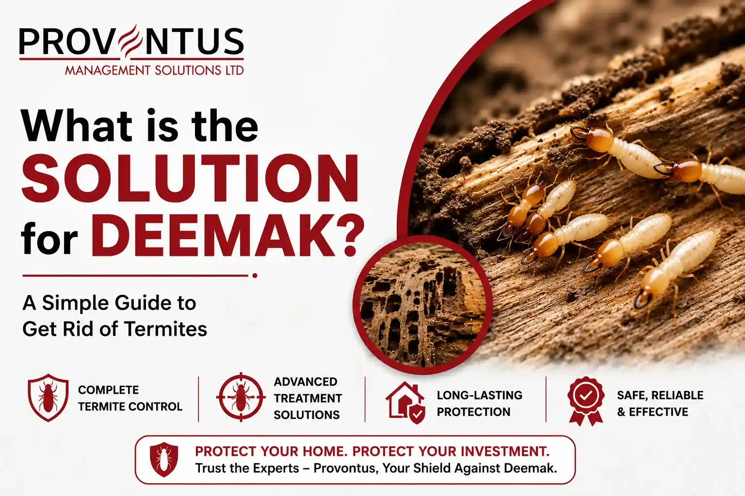 What is the Solution for Deemak? A Simple Guide to Get Rid of Termites