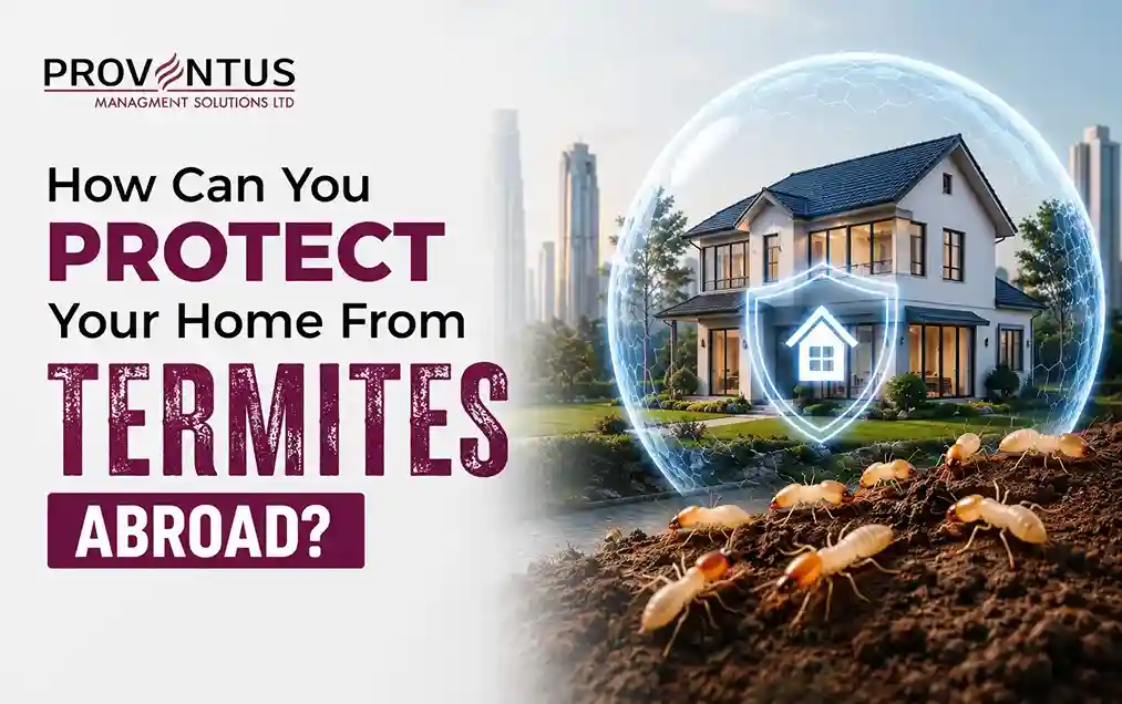 How Can You Protect Your Home From Termites Abroad?