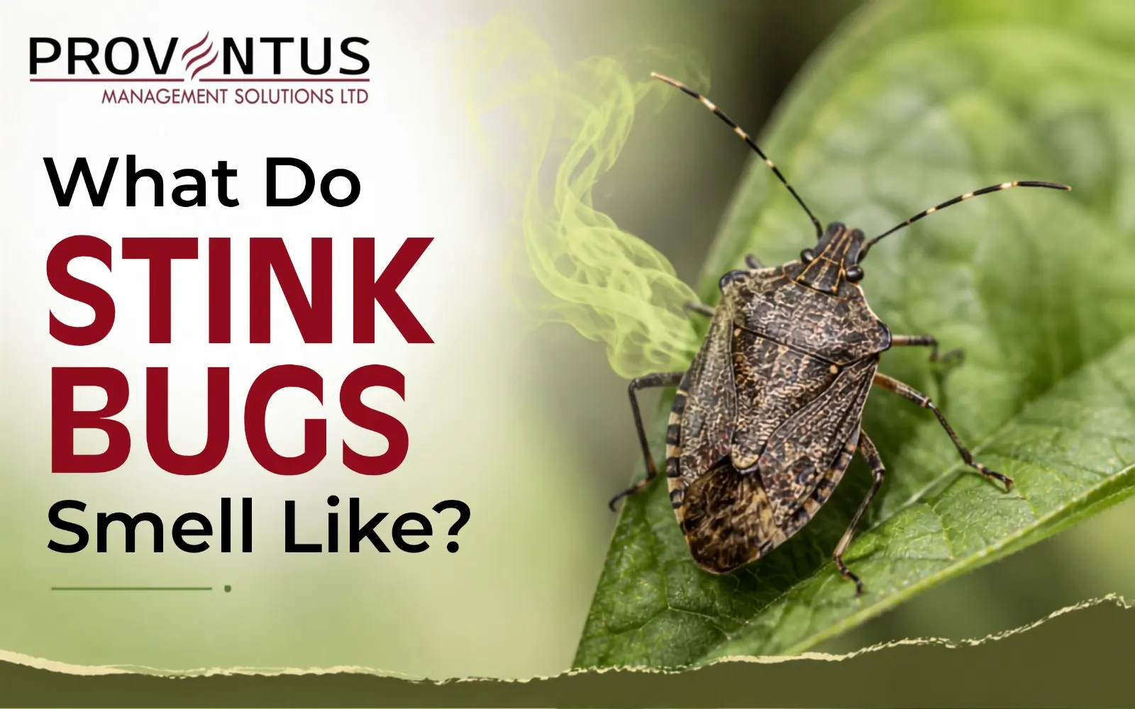 What Do Stink Bugs Smell Like?