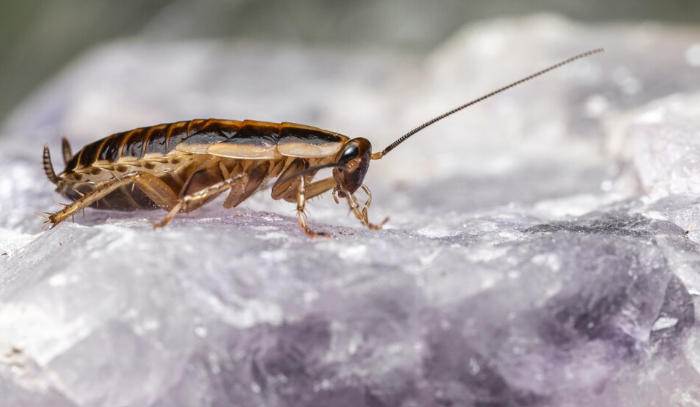 Cockroach Infestations, best pest control Service In Kolkata